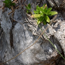 2015-07 Savoie/Lac blanc/DSC_0121.JPG